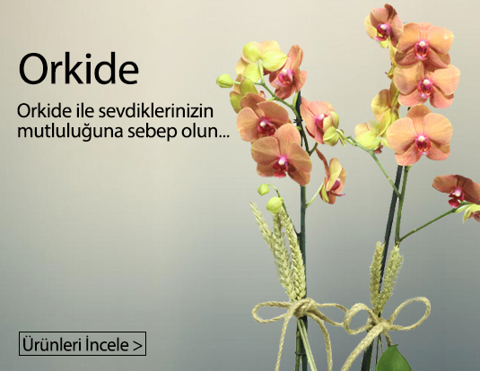 Karşıyaka Mavişehir Orkide çiçek siparişi